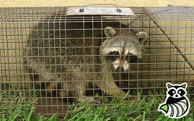 Mercer trapping
